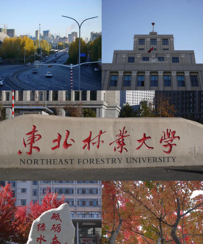 东北林业大学是211吗