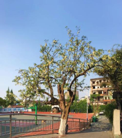 沙河市第四中学户外活动场地