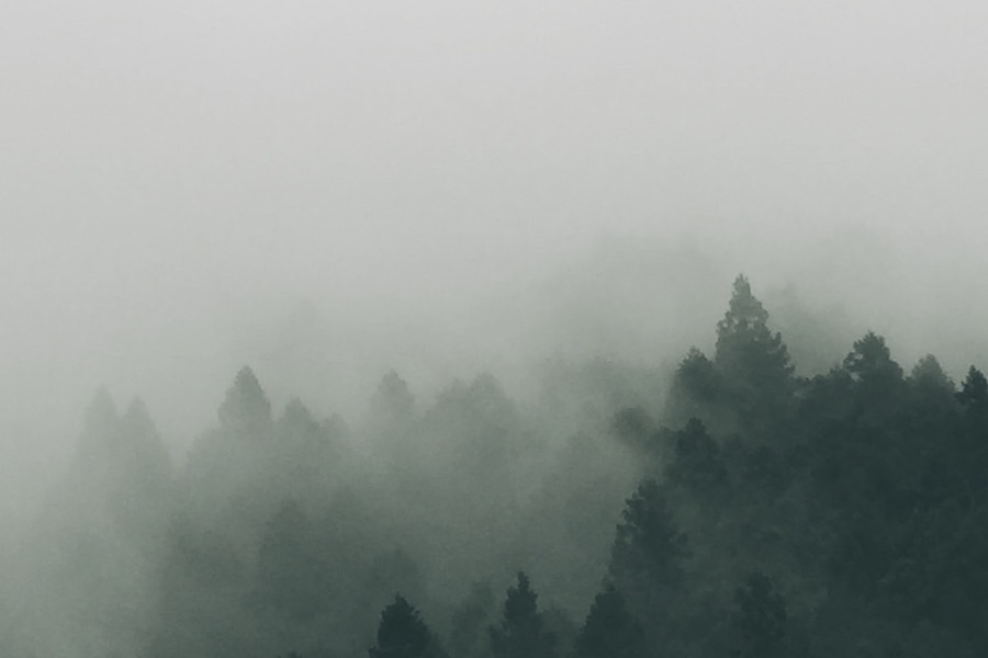 森林保护