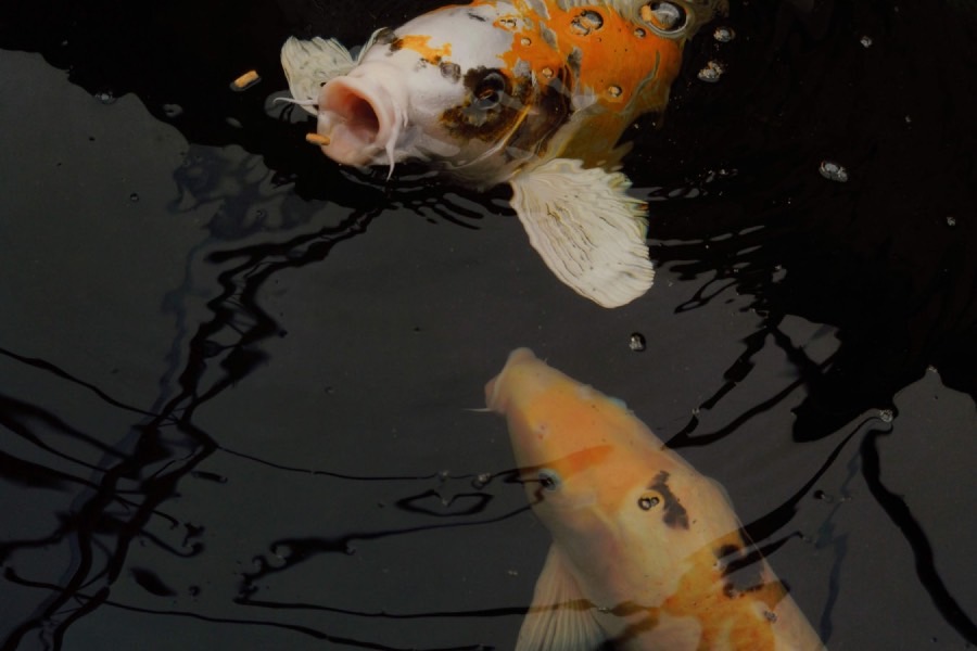 水产养殖学