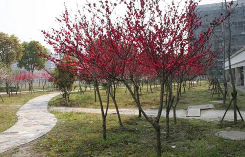 昆山市玉峰实验学校